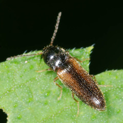Adrastus limbatus