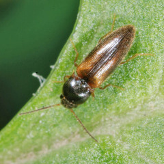 Adrastus limbatus