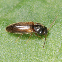 Adrastus limbatus