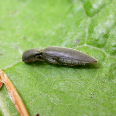 Agriotes pilosellus
