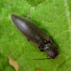 Agriotes pilosellus
