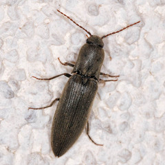Agriotes pilosellus