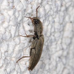 Agriotes pilosellus