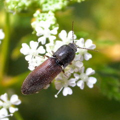 Agriotes ustulatus