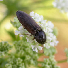 Agriotes ustulatus
