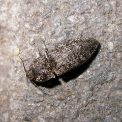 Agrypnus murinus