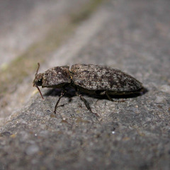 Agrypnus murinus