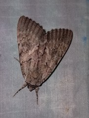Catocala habilis