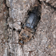 Agrypnus murinus
