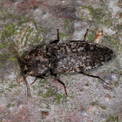 Agrypnus murinus
