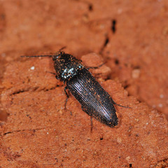 Ampedus nigrinus