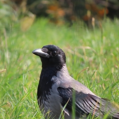 Corvus cornix