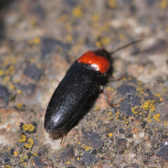 Ampedus sinuatus