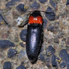Ampedus sinuatus