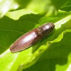 Athous haemorrhoidalis