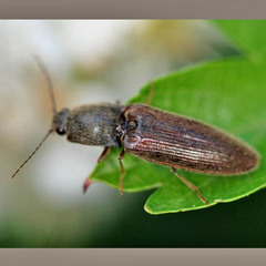 Athous haemorrhoidalis