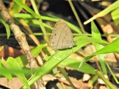 Hermeuptychia hermes