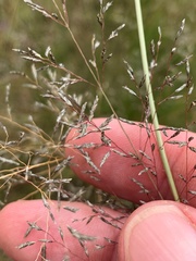 Eragrostis curvula