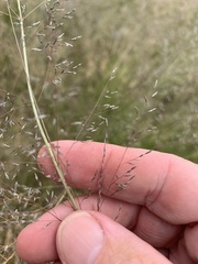Eragrostis curvula
