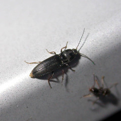 Dicronychus rubripes