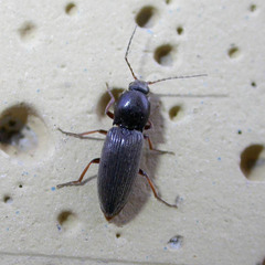 Dicronychus rubripes