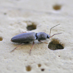 Dicronychus rubripes