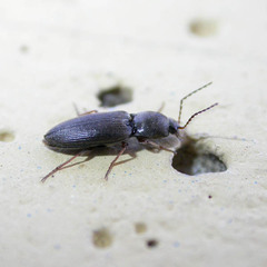 Dicronychus rubripes