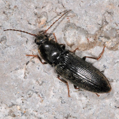 Dicronychus rubripes