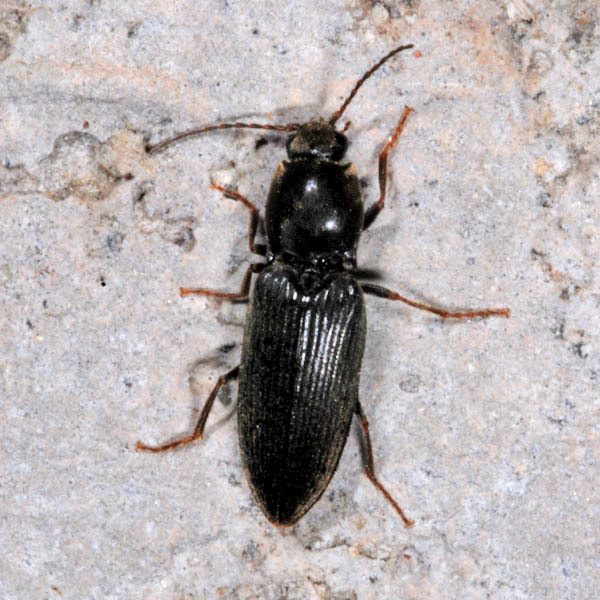 Dicronychus rubripes