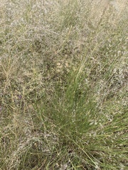 Eragrostis curvula