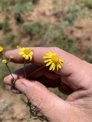 Senecio brigalowensis