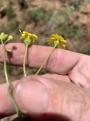Senecio brigalowensis