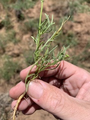 Senecio brigalowensis
