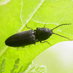 Hemicrepidius niger
