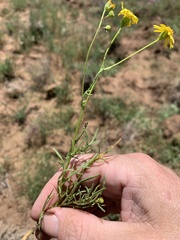 Senecio brigalowensis