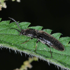 Hemicrepidius niger
