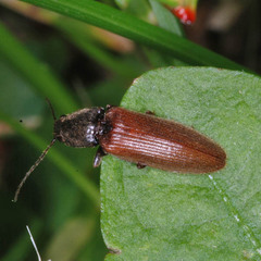 Hemicrepidius niger