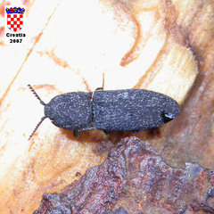 Lacon punctatus