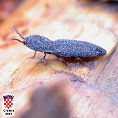 Lacon punctatus