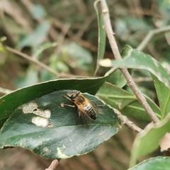 Helophilus eristaloidea