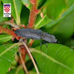 Lacon punctatus