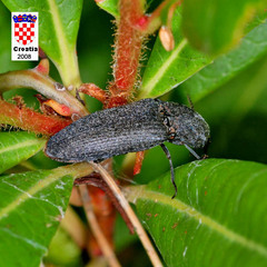 Lacon punctatus