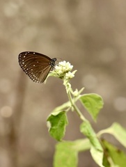 Euploea tulliolus