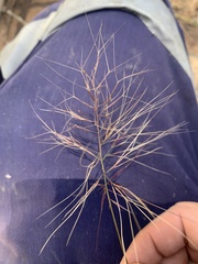 Aristida caput-medusae