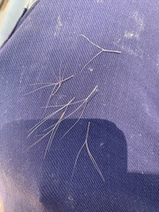 Aristida caput-medusae