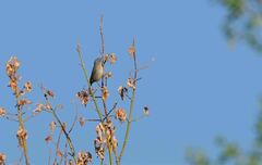 Leiothlypis virginiae