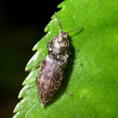 Prosternon tessellatum