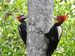 Campephilus leucopogon