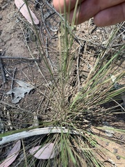 Aristida caput-medusae