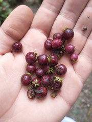 Sabicea villosa